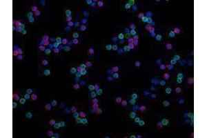 Immunofluorescence (IF) image for anti-CD4 (CD4) antibody (Alexa Fluor 488) (ABIN2657418) (CD4 Antikörper  (Alexa Fluor 488))