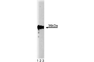 Western blot analysis of PP2A Catalytic alpha on A431 lysate. (PP2A Catalytic alpha (AA 153-309) Antikörper)