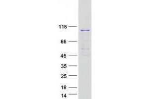 Validation with Western Blot (EEF2 Protein (Myc-DYKDDDDK Tag))