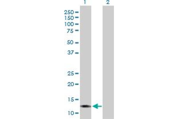 LGALS13 Antikörper  (AA 1-139)