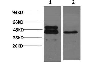 Western Blotting (WB) image for anti-cAMP Responsive Element Binding Protein 1 (CREB1) antibody (ABIN5956023) (CREB1 Antikörper)