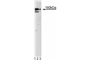 Western blot analysis of DSIF on a HeLa lysate. (CG7626 Gene Product From Transcript CG7626-RA (SPT5) (AA 866-985) Antikörper)