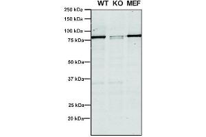 Western Blot analysis of Human, Mouse A549, MEF showing detection of VPS35 protein using Mouse Anti-VPS35 Monoclonal Antibody, Clone 5A9 (ABIN6932953). (VPS35 Antikörper  (PerCP))