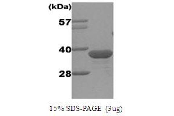 Geminin Protein (His tag)