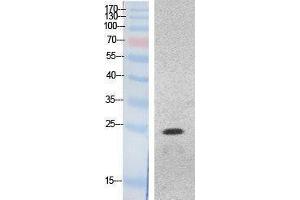 Western Blotting (WB) image for anti-High Mobility Group Box 1 (HMGB1) (Internal Region) antibody (ABIN3178518) (HMGB1 Antikörper  (Internal Region))