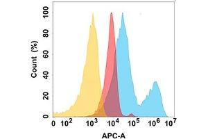 protein is highly expressed on the surface of Expi293 cell membrane. (ROR2 Antikörper  (AA 34-403))