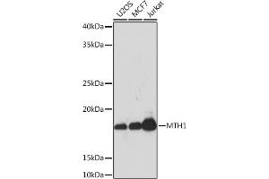 Western blot analysis of extracts of various cell lines, using MTH1 Rabbit mAb (ABIN1680628, ABIN7101592, ABIN7101593 and ABIN7101594) at 1:1000 dilution. (NUDT1 Antikörper)
