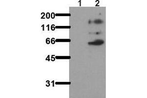 Western Blotting (WB) image for anti-Nuclear Receptor Coactivator 1 (NCOA1) (pTyr416) antibody (ABIN126893) (NCOA1 Antikörper  (pTyr416))