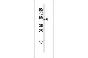 Western blot analysis of anti-Cyclin B1 Antibody  (ABIN391868 and ABIN2841693) in  cell line lysates (35 μg/lane). (Cyclin B1 Antikörper  (AA 104-133))