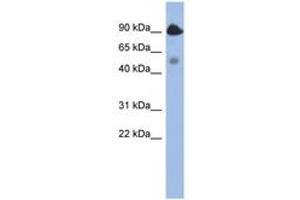 Image no. 1 for anti-BCL2-Like 13 (Apoptosis Facilitator) (BCL2L13) (AA 395-444) antibody (ABIN6744342) (BCL2L13 Antikörper  (AA 395-444))