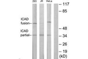 Western Blotting (WB) image for anti-DNA Fragmentation Factor, 45kDa, alpha Polypeptide (DFFA) (AA 151-200) antibody (ABIN2889986) (DFFA Antikörper  (AA 151-200))