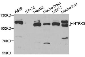 Western blot analysis of extracts of various cell lines, using NTRK3 antibody (ABIN5973454) at 1/1000 dilution. (NTRK3 Antikörper)