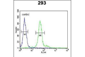 Flow cytometric analysis of 293 cells (right histogram) compared to a negative control cell (left histogram). (DDX23 Antikörper  (AA 248-277))