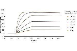 Assessment of binding of anti-HER2 human IgG1 (trastuzumab), immobilized on a Protein A chip to human Fc gamma RI / CD64 using a Biacore 8K instrument. (FCGR1A Protein (AA 16-281) (His-Avi Tag))