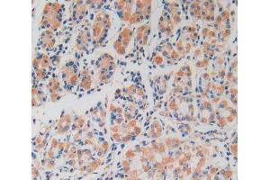 Used in DAB staining on fromalin fixed paraffin- embedded stomach tissue (Peroxiredoxin 2 Antikörper  (AA 6-164))
