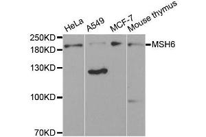 Western blot analysis of extracts of various cell lines, using MSH6 antibody. (MSH6 Antikörper)