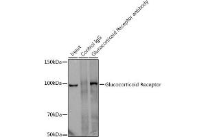 Immunoprecipitation analysis of 300 μg extracts of U-251MG cells using 3 μg Glucocorticoid Receptor antibody (ABIN7269016). (Glucocorticoid Receptor Antikörper)