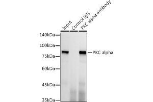 Immunoprecipitation analysis of 300 μg extracts of HeLa cells using 3 μg PKC alpha antibody (ABIN6128460, ABIN6135858, ABIN6135859 and ABIN7101370). (PKC alpha Antikörper)