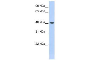 Septin 2 antibody used at 1 ug/ml to detect target protein. (Septin 2 Antikörper  (N-Term))