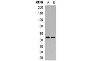 Western blot analysis of p53 expression in HEK293T (A), COLO205 (B) whole cell lysates. (p53 Antikörper)