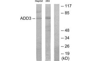 Western Blotting (WB) image for anti-Adducin 3 (Gamma) (ADD3) (Internal Region) antibody (ABIN1850185) (ADD3 Antikörper  (Internal Region))
