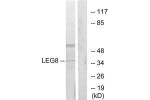 Western blot analysis of extracts from 3T3 cells, using LEG8 antibody. (LGALS8 Antikörper  (Internal Region))