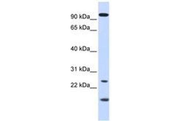 GCAP1 Antikörper  (AA 36-85)