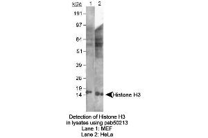 Image no. 2 for anti-Histone 3 (H3) (AA 100-200) antibody (ABIN363522) (Histone 3 Antikörper  (AA 100-200))