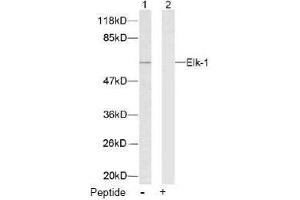 Image no. 2 for anti-ELK1, Member of ETS Oncogene Family (ELK1) (Ser383) antibody (ABIN197098) (ELK1 Antikörper  (Ser383))