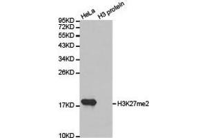 Western Blotting (WB) image for anti-Histone 3 (H3) (H3K27me2) antibody (ABIN1873001) (Histone 3 Antikörper  (H3K27me2))