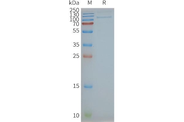 TLR4 Protein