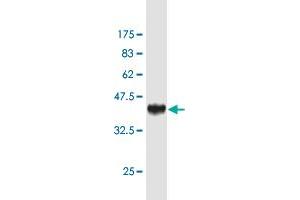 Western Blot detection against Immunogen (36. (Sp3 Antikörper  (AA 516-615))