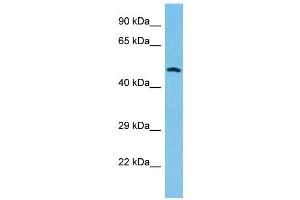 Western Blotting (WB) image for anti-Granulin (GRN) (Middle Region) antibody (ABIN2435794) (Granulin Antikörper  (Middle Region))