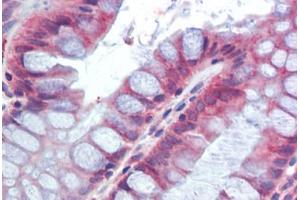 Human Colon (formalin-fixed, paraffin-embedded) stained with RETNLB antibody ABIN462295 followed by biotinylated anti-goat IgG secondary antibody ABIN481715, alkaline phosphatase-streptavidin and chromogen. (RETNLB Antikörper  (AA 28-41))