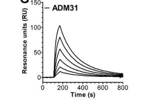 Surface Plasmon Resonance (SPR) image for anti-IgG receptor FcRn (FcRn) antibody (ABIN1774762)