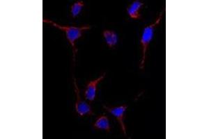 Image no. 1 for anti-Aldehyde Dehydrogenase 1 Family, Member A1 (ALDH1A1) (Center) antibody (ABIN356973) (ALDH1A1 Antikörper  (Center))