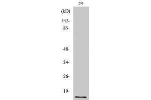 Western Blotting (WB) image for anti-Small Ubiquitin Related Modifier Protein 1 (SUMO1) (N-Term) antibody (ABIN3180349) (SUMO1 Antikörper  (N-Term))