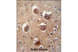 TDRD7 antibody immunohistochemistry analysis in formalin fixed and paraffin embedded human brain tissue followed by peroxidase conjugation of the secondary antibody and DAB staining. (TDRD7 Antikörper  (C-Term))