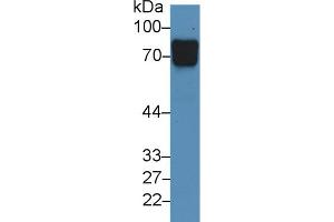 Western Blot; Sample: Human Urine; Primary Ab: 3µg/ml Rabbit Anti-Human VASN Antibody Second Ab: 0. (Vasn Antikörper  (AA 298-539))