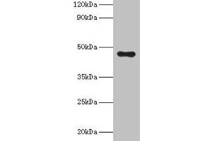 Western blot All lanes: APOA4 antibody at 2 μg/mL + Human serum Secondary Goat polyclonal to rabbit IgG at 1/10000 dilution Predicted band size: 46 kDa Observed band size: 46 kDa (APOA4 Antikörper  (AA 21-396))