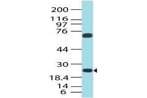 Image no. 1 for anti-Germinal Center Expressed Transcript 2 (GCET2) antibody (ABIN5026989) (GCET2 Antikörper)