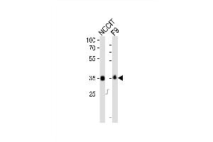 Western blot analysis of lysates from NCCIT, mouse F9 cell line (from left to right), using Sox2 Antibody (N-term) (ABIN6243281 and ABIN6577707). (SOX2 Antikörper  (N-Term))