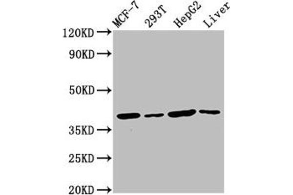 IBA57 Antikörper  (AA 286-356)