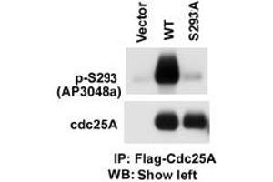 The anti-Phospho-CDC25A- Pab (ABIN389530 and ABIN2839578) is used in Western blot to detect Phospho-CDC25A- in cells transfected with wild type or mutant A of CDC25A. (CDC25A Antikörper  (pSer293))