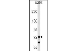 PEG10 Antibody (N-term) (ABIN656590 and ABIN2845851) western blot analysis in  cell line lysates (35 μg/lane). (PEG10 Antikörper  (N-Term))