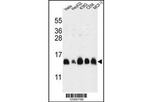 Western blot analysis in HL-60,HepG2,K562,CEM,MCF-7 cell line lysates (35ug/lane). (HIST1H2AL Antikörper  (C-Term))