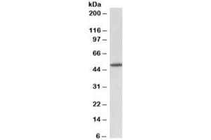 Western blot testing of rat brain lysate with GPR83 antibody at 1ug/ml. (GPR83 Antikörper)