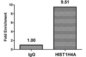 Chromatin Immunoprecipitation Hela (4*10 6 ) were treated with Micrococcal Nuclease, sonicated, and immunoprecipitated with 8 μg anti-HIST1H4A (ABIN7139186) or a control normal rabbit IgG. (HIST1H4A Antikörper  (acLys5))