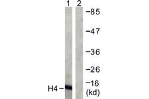 Western blot analysis of extracts from COS7 cells, treated with TSA 400nM 24h, using Histone H4 (Ab-12) Antibody. (Histone H4 Antikörper  (AA 10-59))