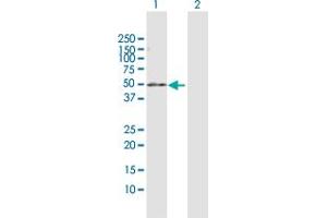 Western Blot analysis of PDE7B expression in transfected 293T cell line by PDE7B MaxPab polyclonal antibody. (PDE7B Antikörper  (AA 1-450))